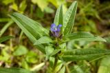 Gentiana cruciata