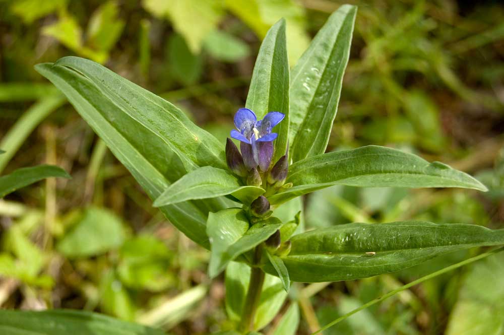 Изображение особи Gentiana cruciata.