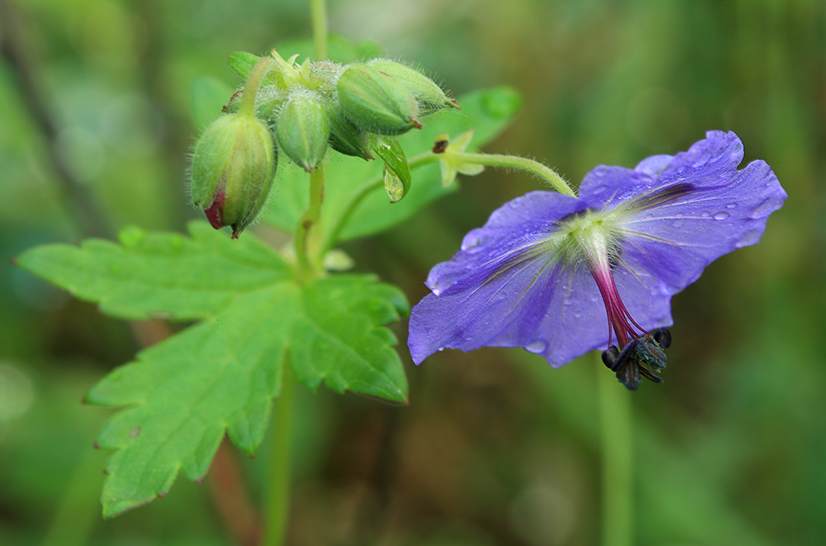 Image of Geranium platyanthum specimen.