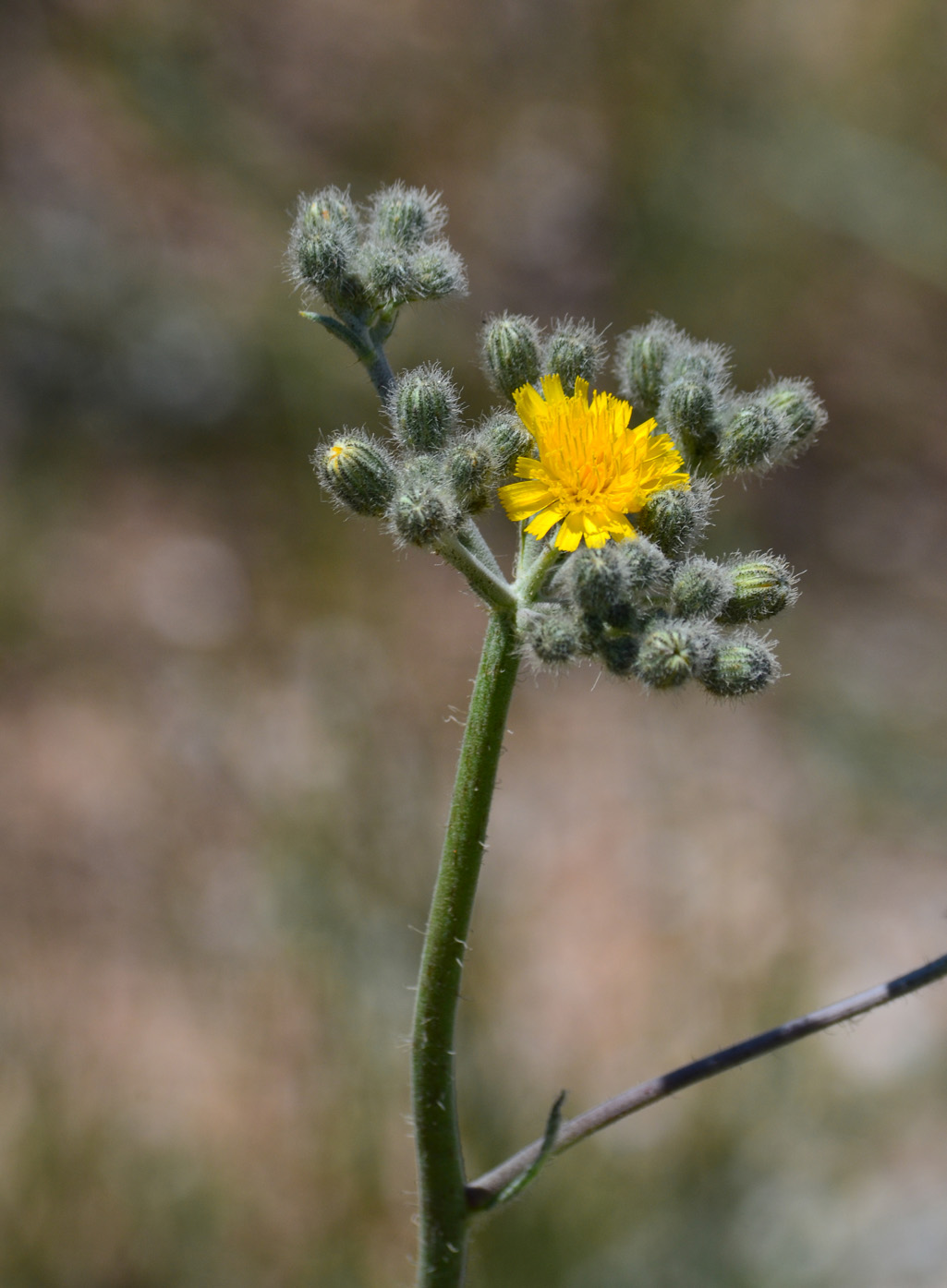 Image of Pilosella echioides specimen.