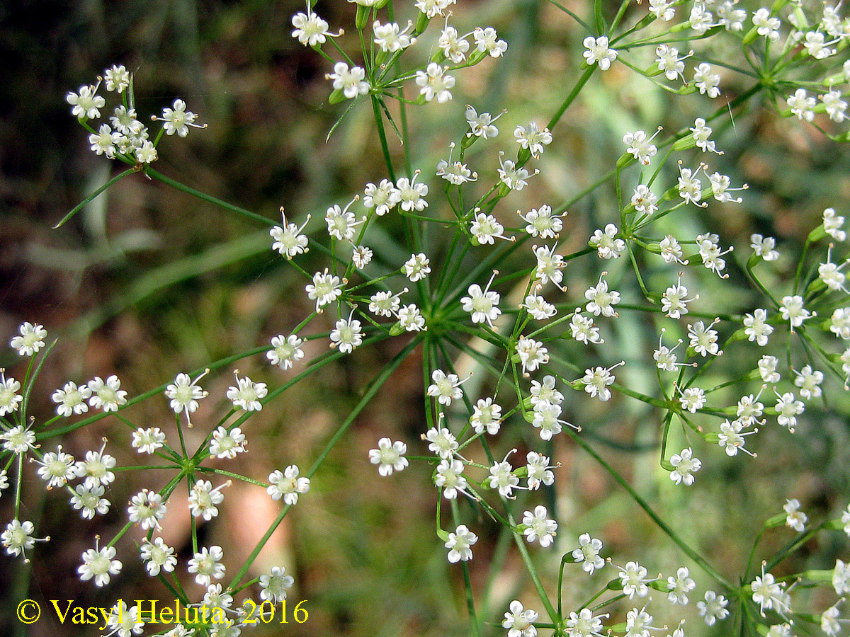 Image of Falcaria vulgaris specimen.