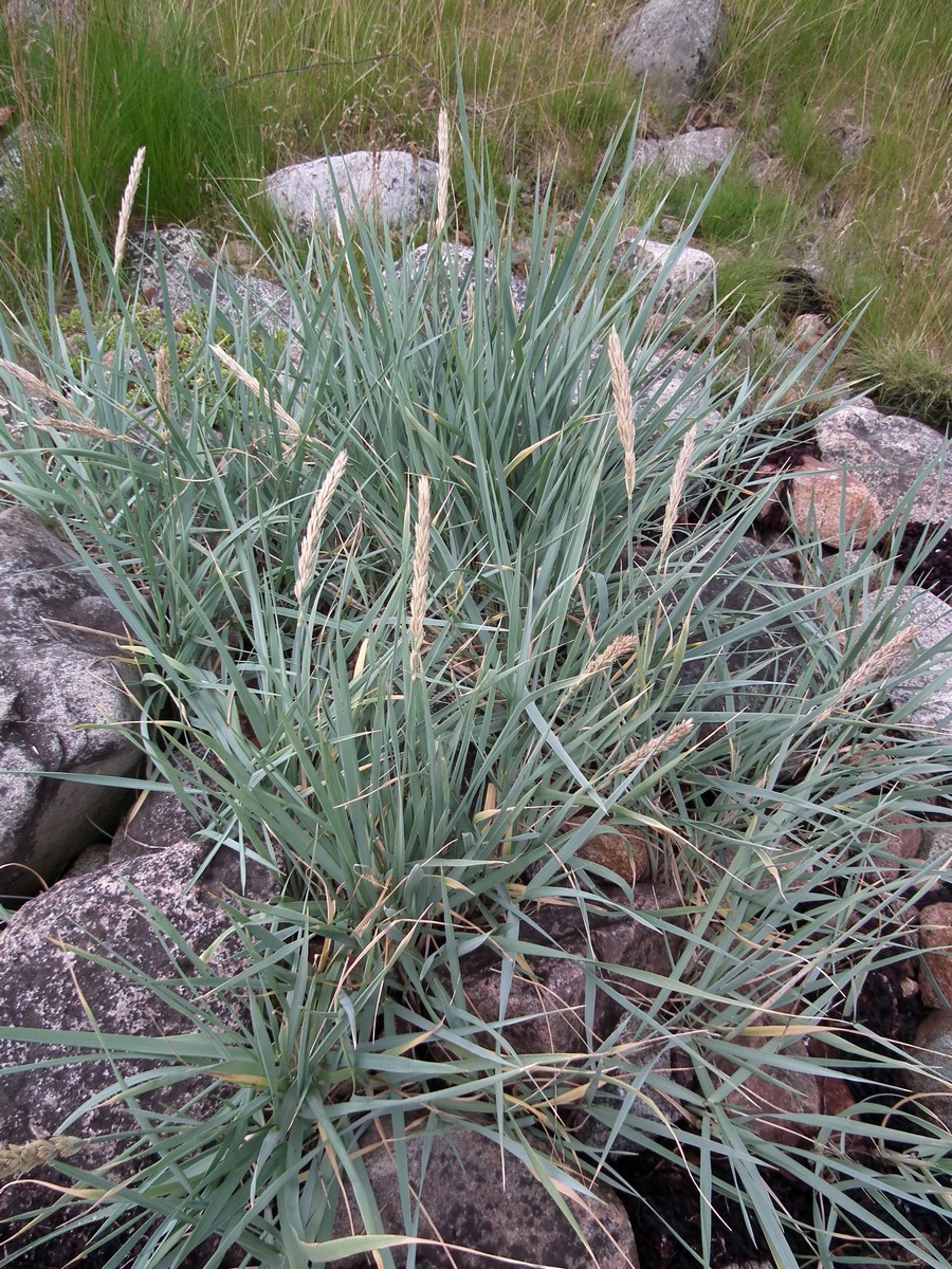 Image of Leymus arenarius specimen.