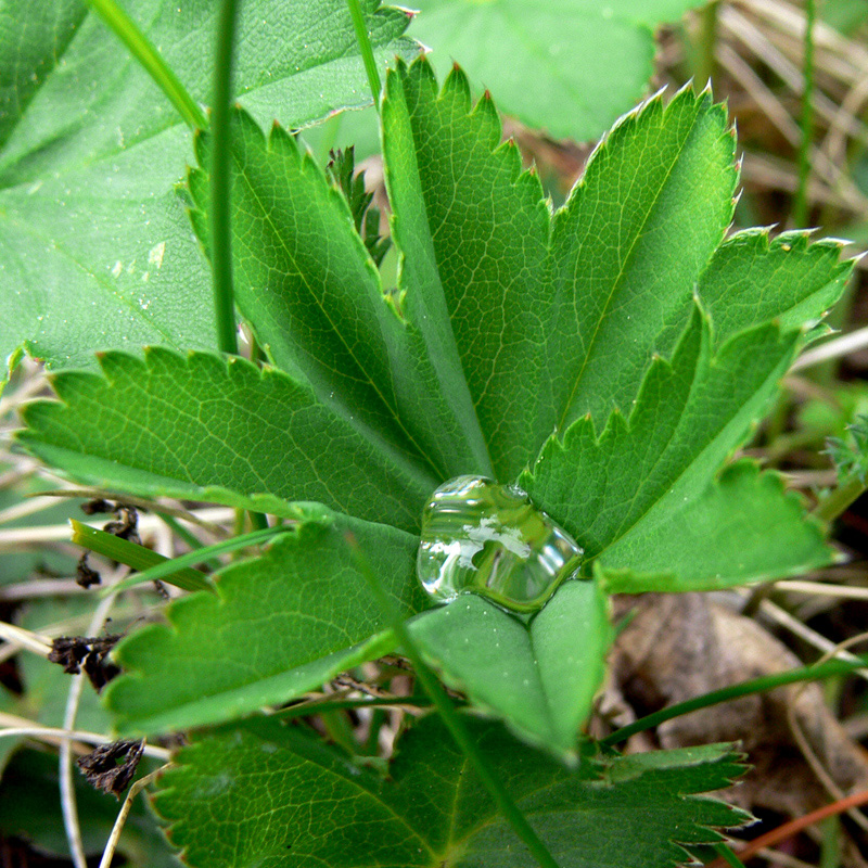 Image of Alchemilla auriculata specimen.