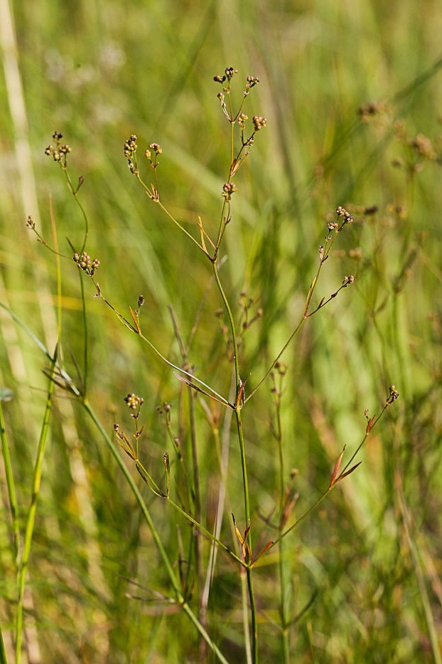 Изображение особи Galium triandrum.