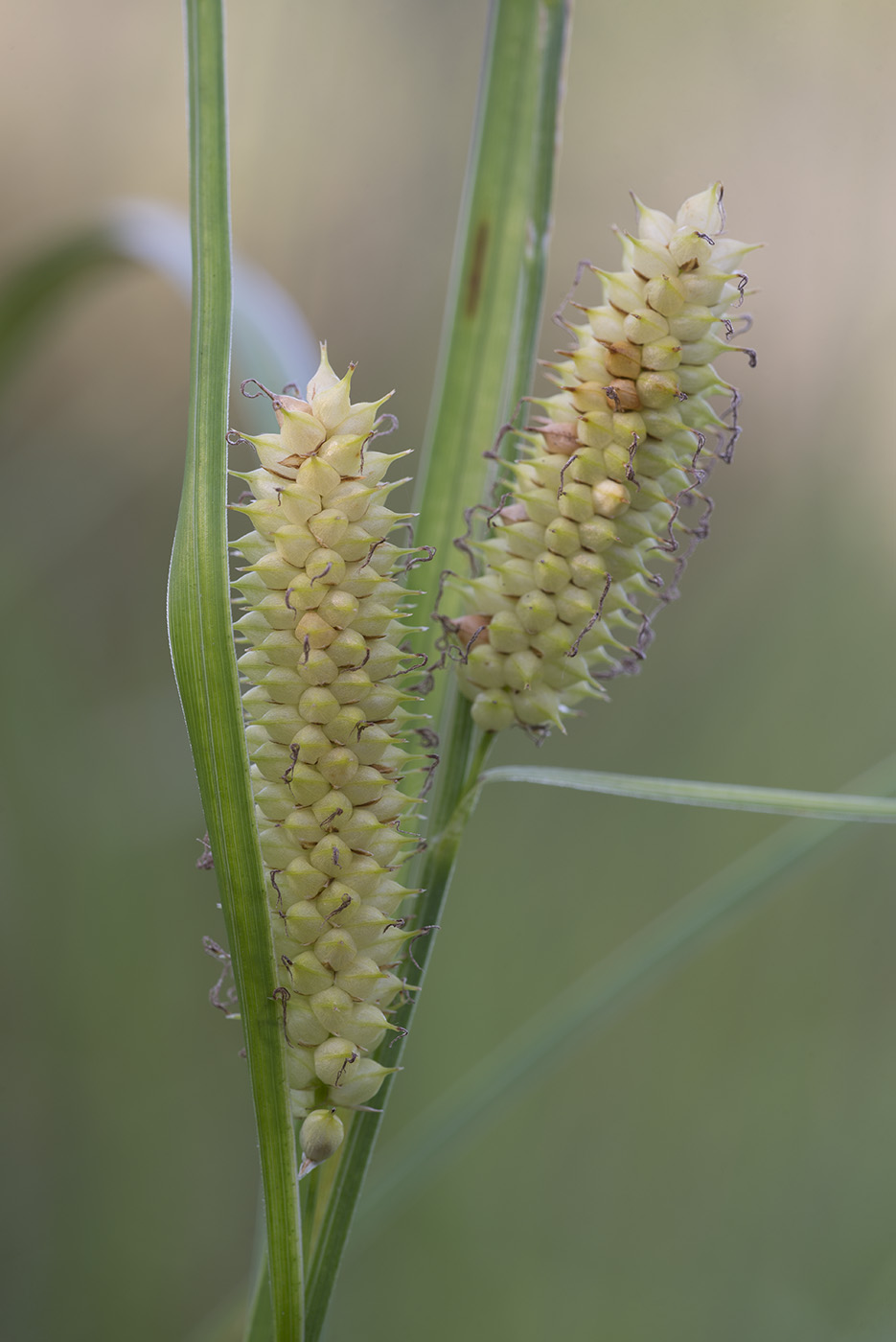 Изображение особи Carex rostrata.