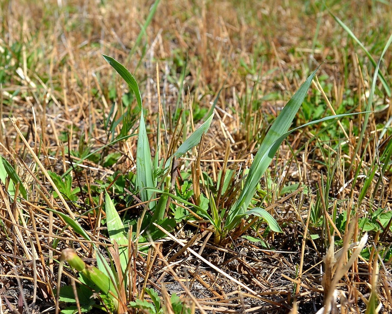 Изображение особи Hierochloe repens.