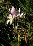 Colchicum umbrosum