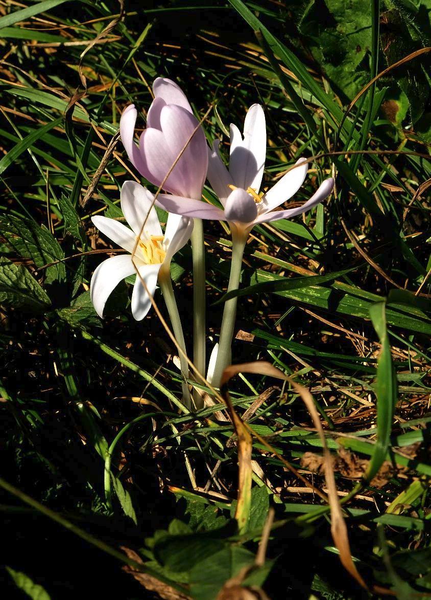 Изображение особи Colchicum umbrosum.