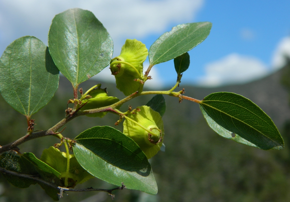 Image of Paliurus spina-christi specimen.