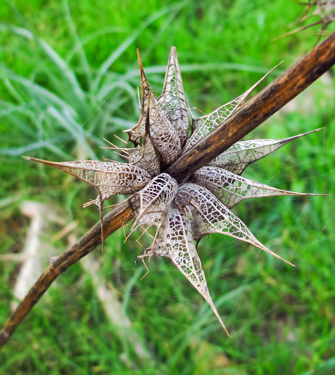 Image of Moluccella spinosa specimen.