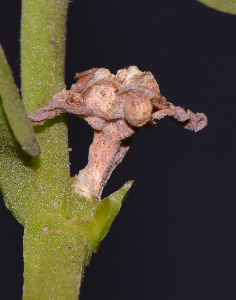 Image of Aptenia &times; vascosilvae specimen.