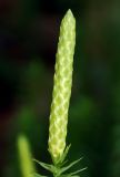 Lycopodium annotinum