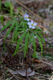 Anemone caerulea