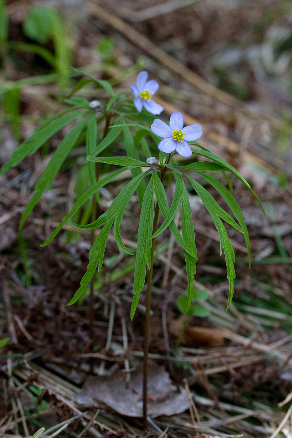 Изображение особи Anemone caerulea.