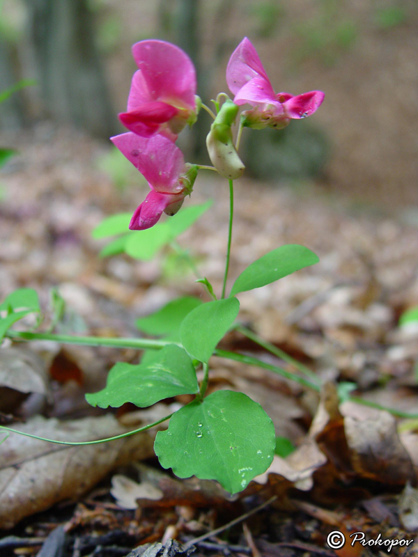 Image of Lathyrus rotundifolius specimen.