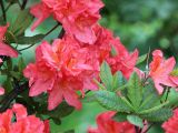 Rhododendron molle subspecies japonicum. Соцветия и листья. Санкт-Петербург, Ботанический сад БИН РАН. 10.06.2015.