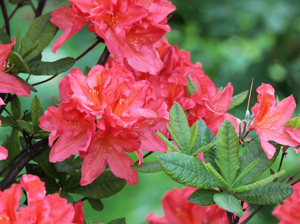 Изображение особи Rhododendron molle ssp. japonicum.