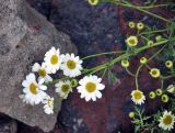 Pyrethrum peucedanifolium. Верхушка побега с соцветиями. Кабардино-Балкария, Эльбрусский р-н, подножие пика Терскол, ≈ 2100 м н.у.м., каменистый склон. 11.07.2016.