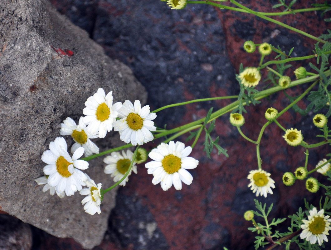 Изображение особи Pyrethrum peucedanifolium.