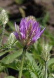 Astragalus onobrychis. Верхушка побега с соцветием. Украина, Запорожский р-н, Дурная балка, разнотравная степь. 15.05.2016.