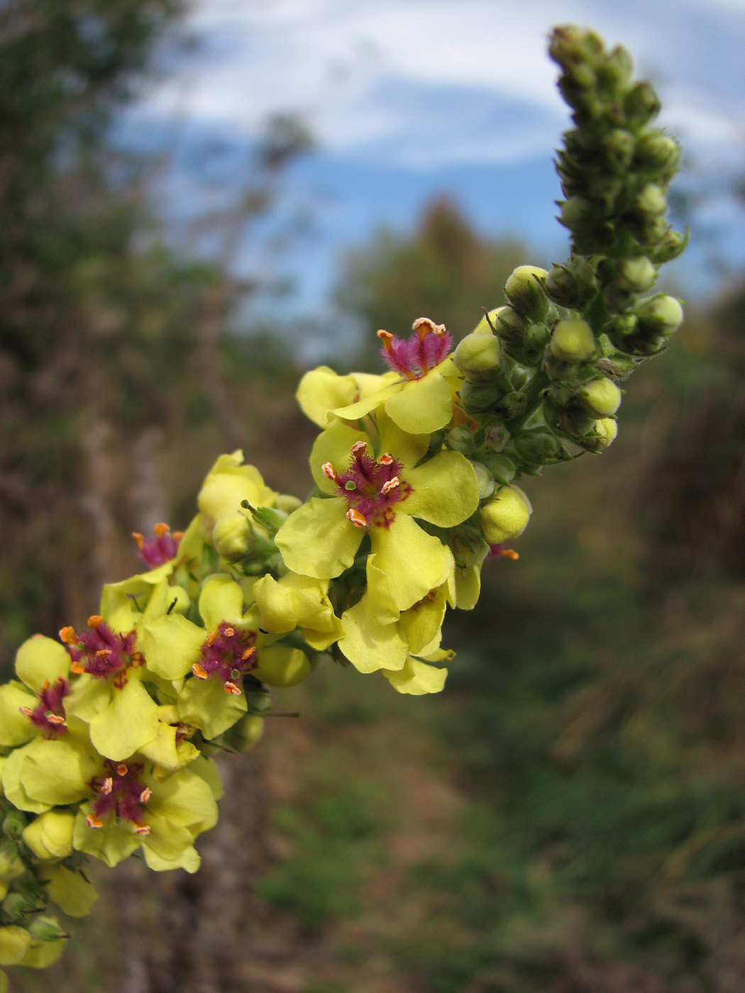 Image of Verbascum nigrum specimen.