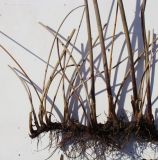 Schoenoplectus tabernaemontani