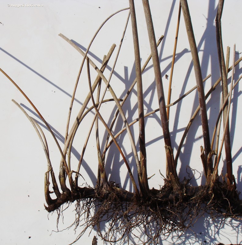 Image of Schoenoplectus tabernaemontani specimen.