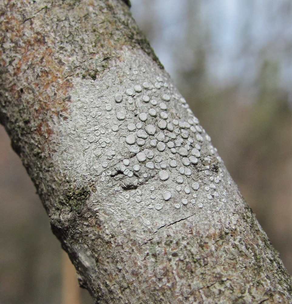 Image of Lecanora carpinea specimen.