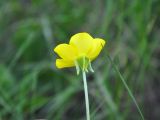 Ranunculus illyricus. Цветок (вид сбоку). Крым, гора Чатырдаг (нижнее плато), луговая степь. 05.06.2016.