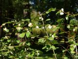 Symphoricarpos albus разновидность laevigatus. Верхушки веточек с соплодиями. Восточный Казахстан, г. Усть-Каменогорск, Архитектурно-ландшафтный музей-заповедник, в культуре. 04.09.2016.