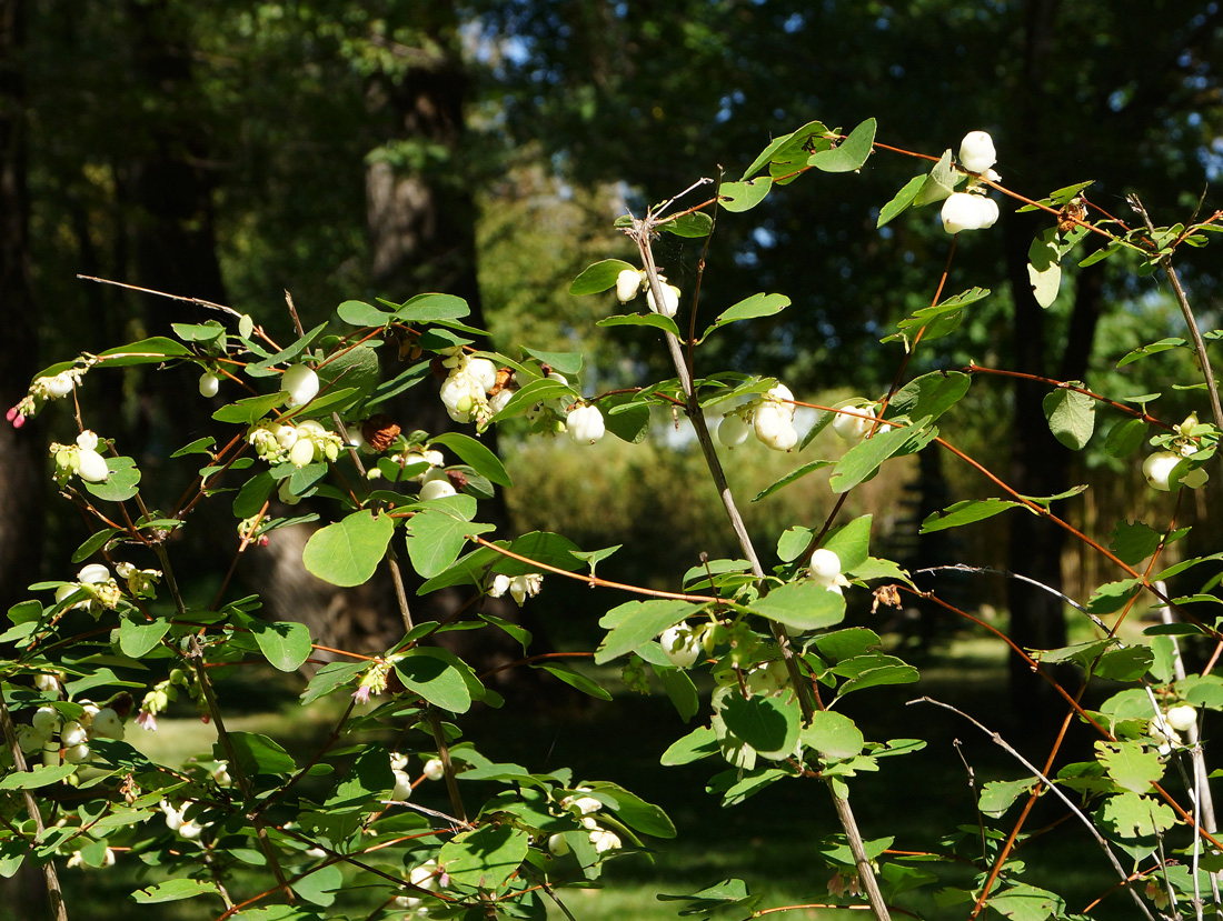 Image of Symphoricarpos albus var. laevigatus specimen.