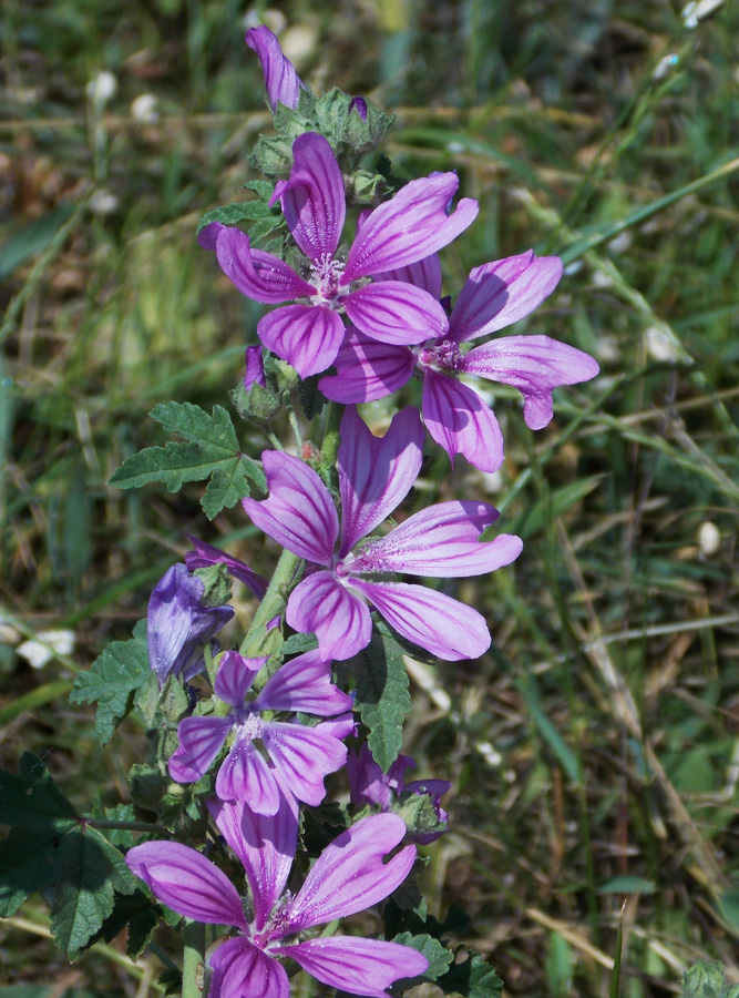 Image of Malva sylvestris specimen.