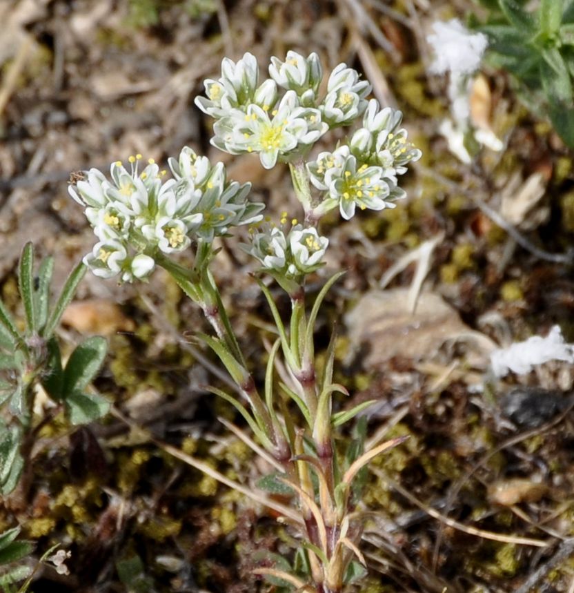 Image of Scleranthus perennis ssp. dichotomus specimen.