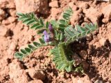 Astragalus camptoceras. Цветущее растение. Узбекистан, Ташкентская обл., Кибрайский р-н, окр. кишлака Майский, предгорные холмы. 26.03.2016.