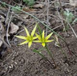 Gagea maeotica. Цветущее растение. Краснодарский край, Кущёвский р-н, станица Шкуринская, сухой склон. 31.03.2010.