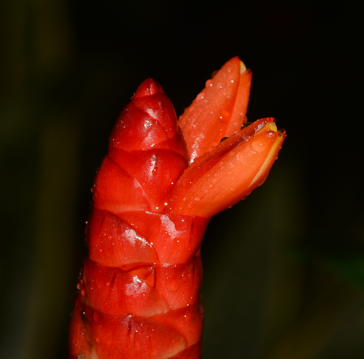 Image of Costus woodsonii specimen.