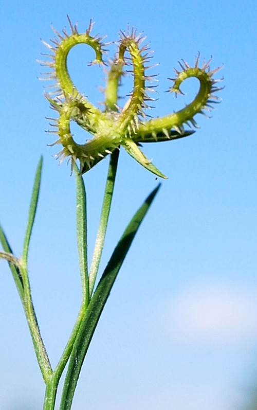 Image of Koelpinia linearis specimen.