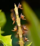 Acanthus ilicifolius