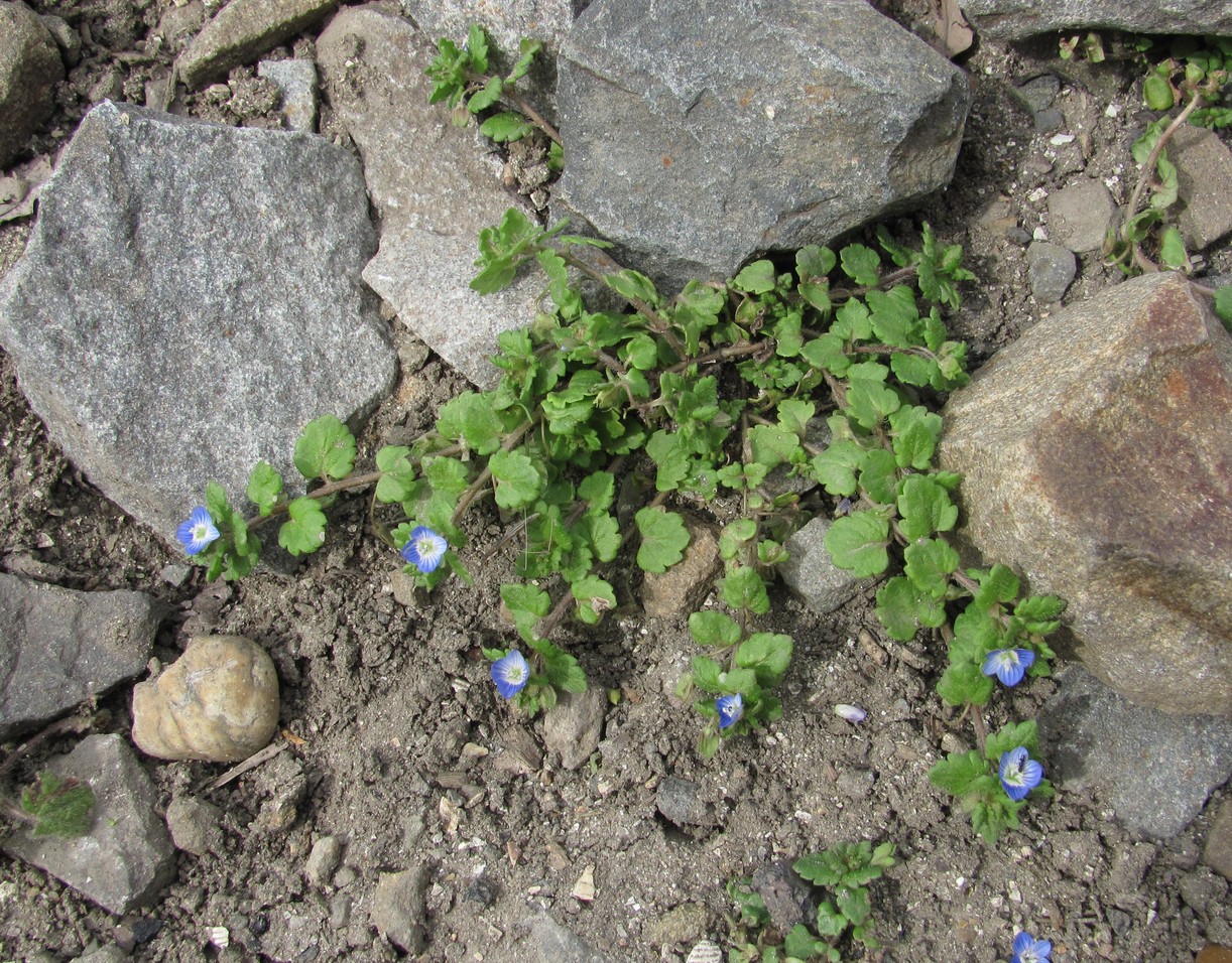 Image of Veronica polita specimen.