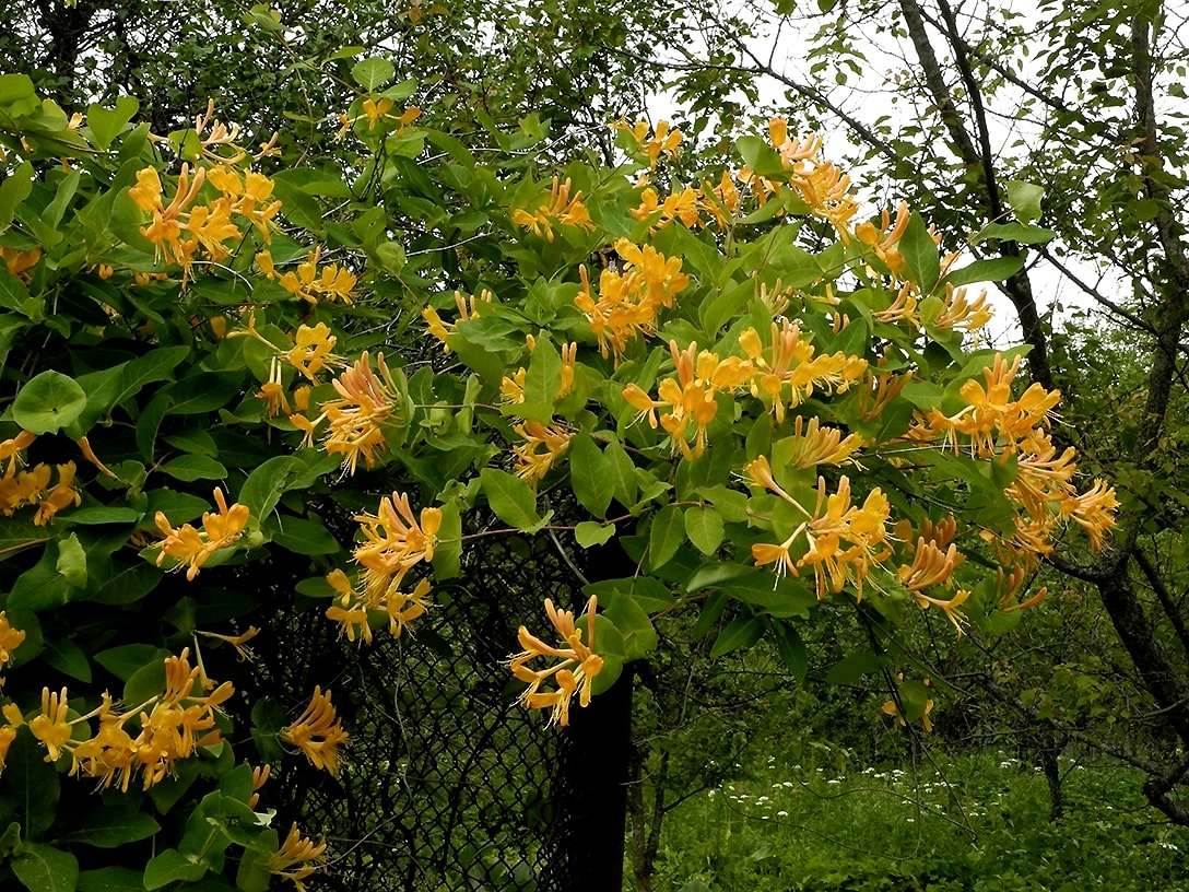 Изображение особи Lonicera &times; tellmanniana.