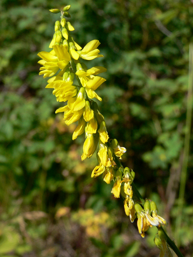 Изображение особи Melilotus officinalis.