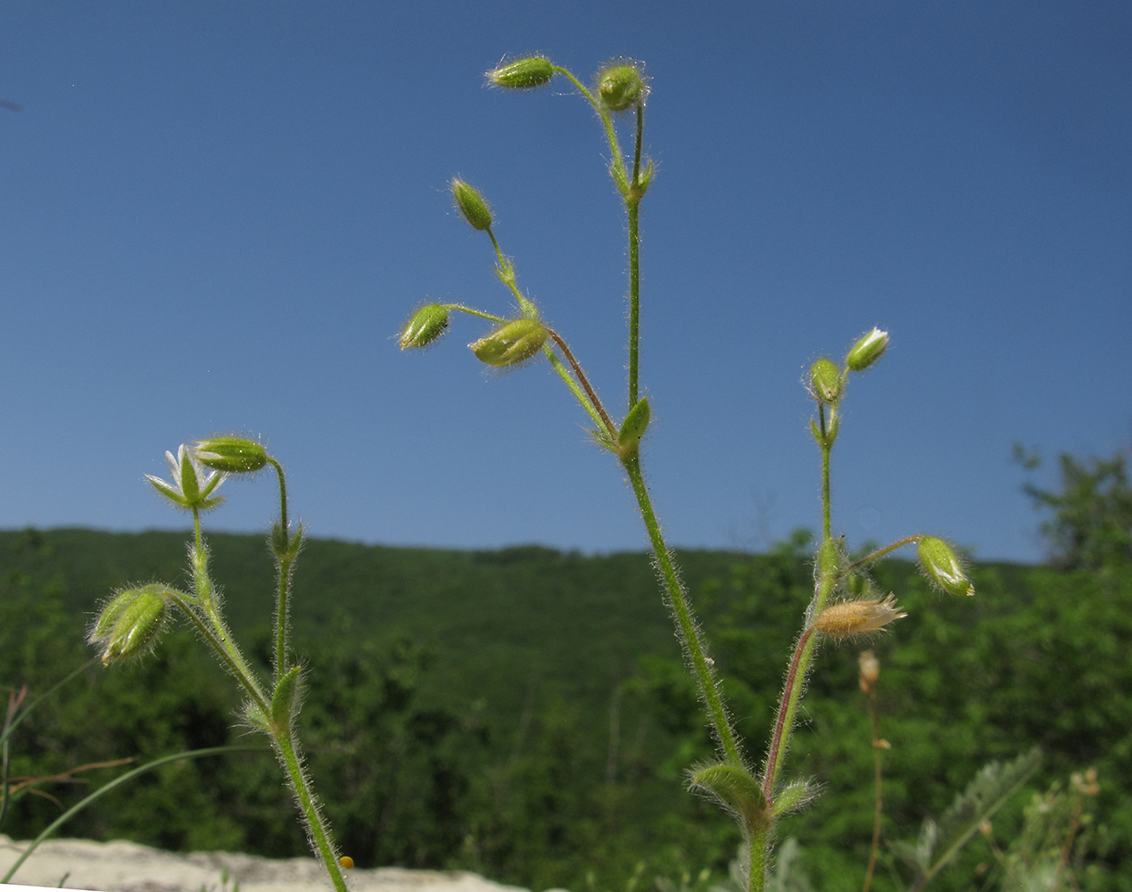 Изображение особи Cerastium brachypetalum ssp. tauricum.