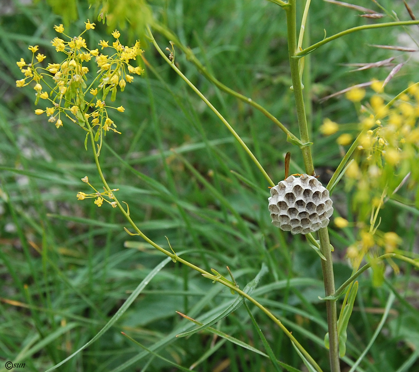 Изображение особи Isatis campestris.