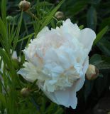 Paeonia lactiflora