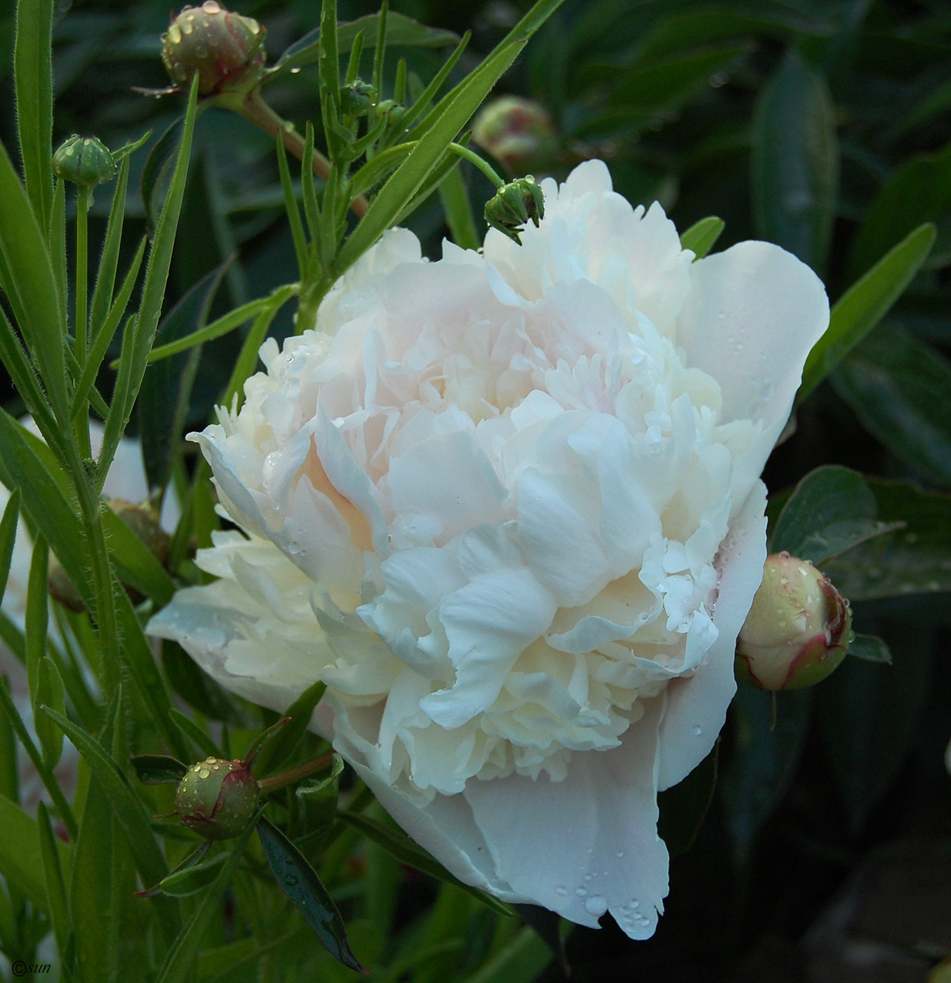 Image of Paeonia lactiflora specimen.