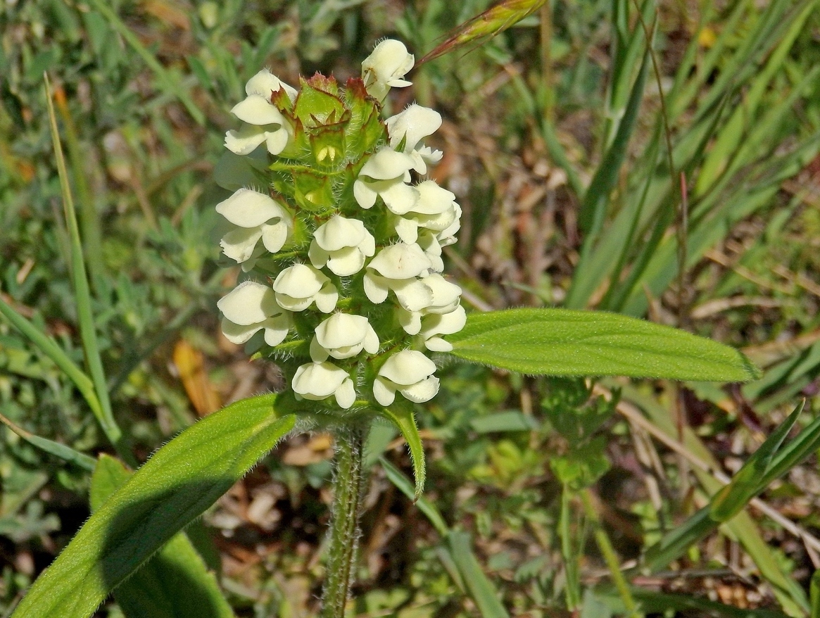 Image of Prunella laciniata specimen.