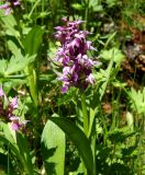 Dactylorhiza aristata