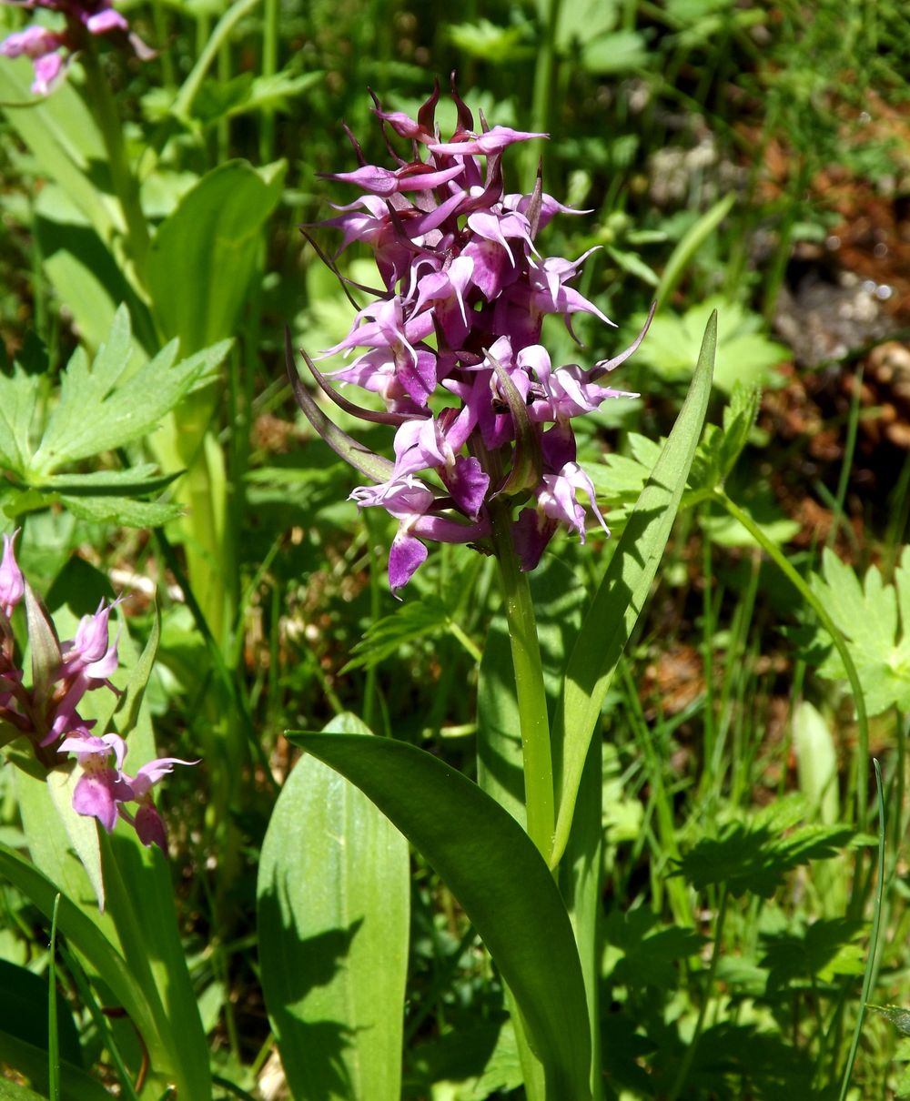 Image of Dactylorhiza aristata specimen.