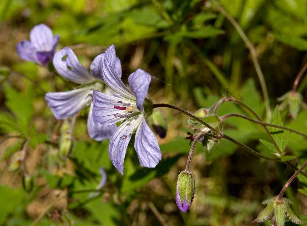 Изображение особи Geranium igoschinae.