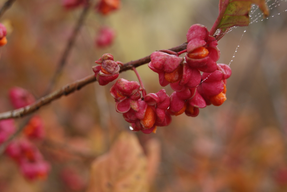 Изображение особи Euonymus europaeus.